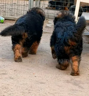 3-6 Month Male Purebred German Shepherd