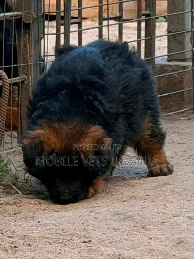 1-3 Month Male Purebred German Shepherd Puppy - 1