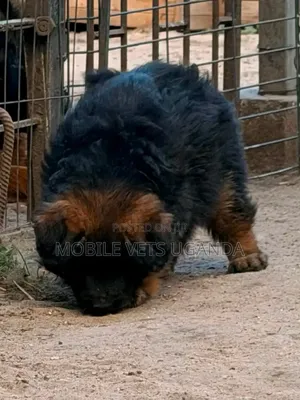 1-3 Month Male Purebred German Shepherd Puppy