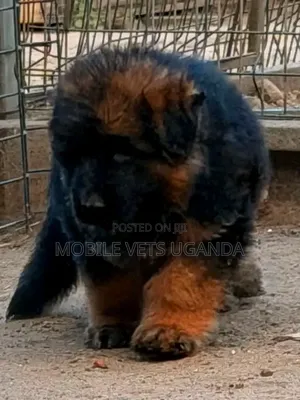Purebred German Shepherd Puppy (0-1 Month)