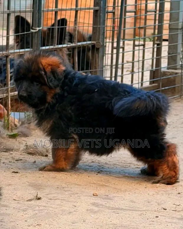 Female German Shepherd Puppy, 3-6 Months - 1