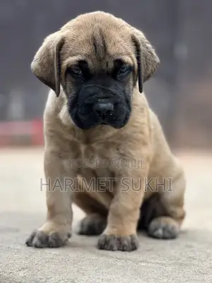 Purebred Boerboel Puppies (1-3 Months)