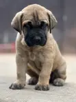 Purebred Boerboel Puppies (1-3 Months) - 1