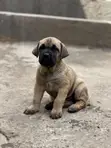 Purebred Boerboel Puppies (1-3 Months) - 2