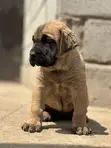 Purebred Boerboel Puppies (1-3 Months) - 3