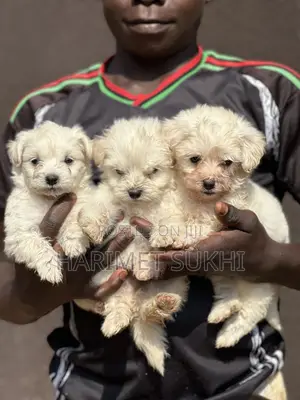 Purebred Maltese Puppies (1-3 Months)