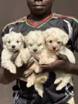 Purebred Maltese Puppies (1-3 Months) - 1