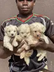 Purebred Maltese Puppies (1-3 Months) - 2