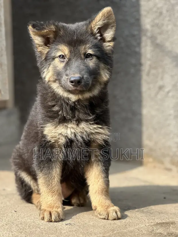 1-3 Month Old Purebred German Shepherd Puppy - 1