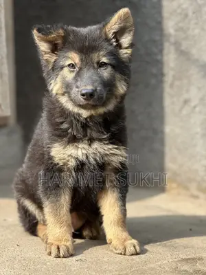 1-3 Month Old Purebred German Shepherd Puppy