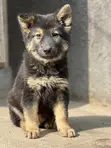 1-3 Month Old Purebred German Shepherd Puppy - 1