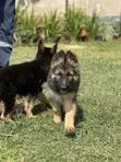 1-3 Month Old Purebred German Shepherd Puppy - 2