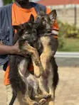 1-3 Month Old Purebred German Shepherd Puppy - 3