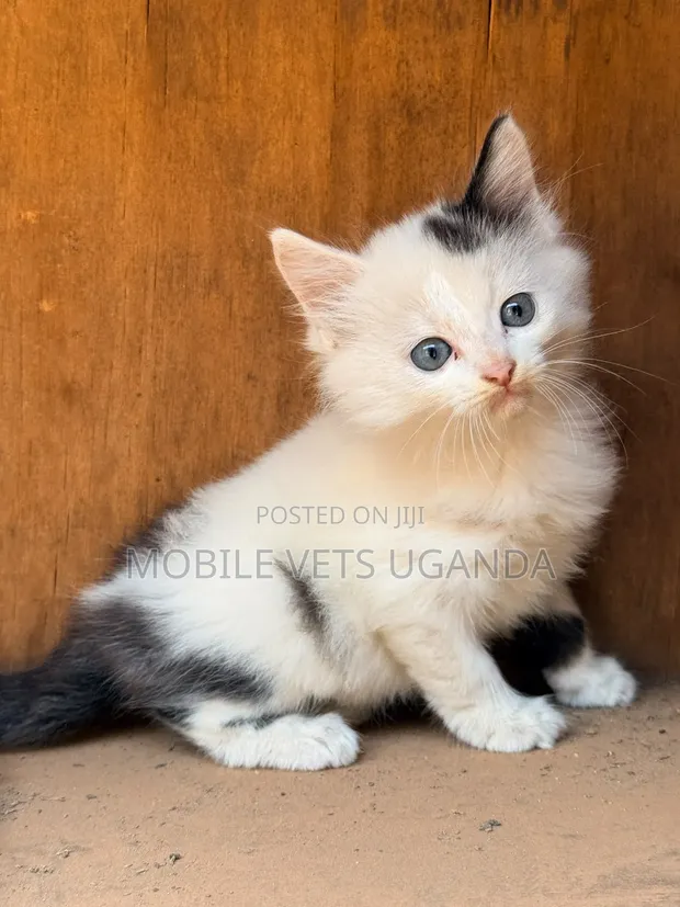 Purebred Bombay Kitten - 1-3 Months Old - 1