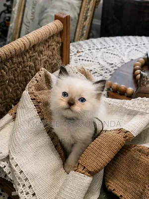 Female Ragdoll Kitten (0-1 Month)