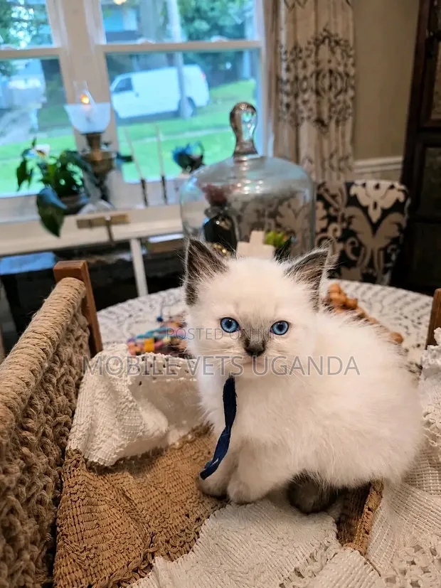 Female Purebred Ragdoll Kitten (1-3 Months) - 1