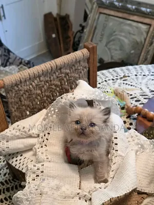 0-1 Month Male Purebred Ragdoll Kitten