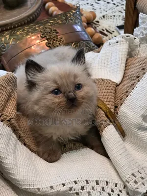3-6 Month Female Purebred Ragdoll Kitten