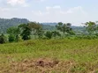 Nkonkojeru Estates Land for Sale - 1