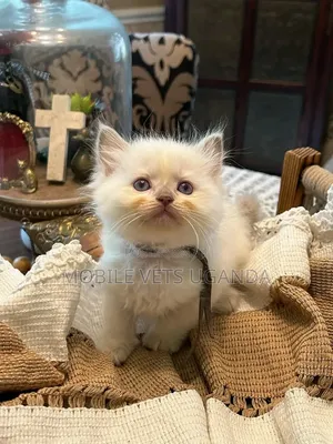 Female Purebred Ragdoll Kitten (1-3 Months)
