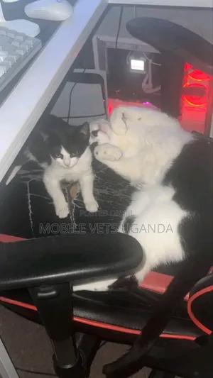 Male Purebred Exotic Kitten, 3-6 Months