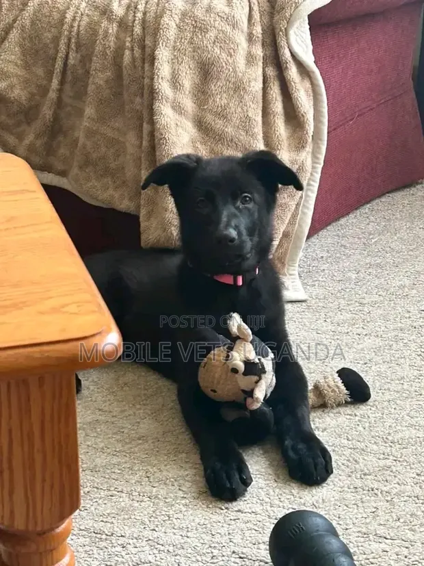3-6 Month Male Purebred German Shepherd - 1
