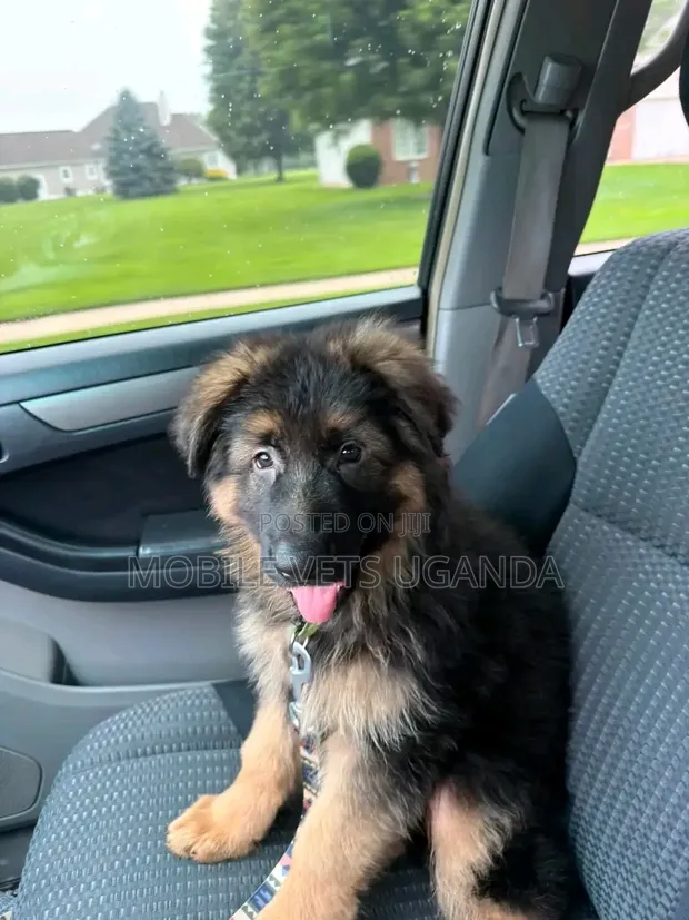 Female Purebred German Shepherd, 3-6 Months - 1