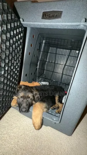 1-3 Month Male Purebred German Shepherd Puppy