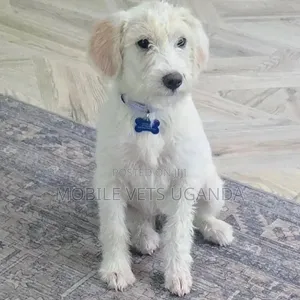 Purebred Female Maltese Puppy, 3-6 Months