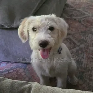 Purebred Maltese Puppy - 1-3 Months Old