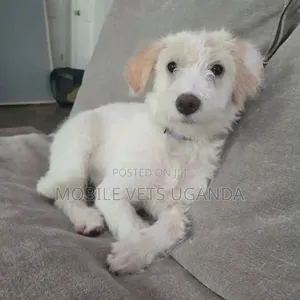 Purebred Female Maltese Puppy (3-6 Months)