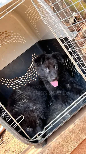 1-3 Month Male Purebred German Shepherd