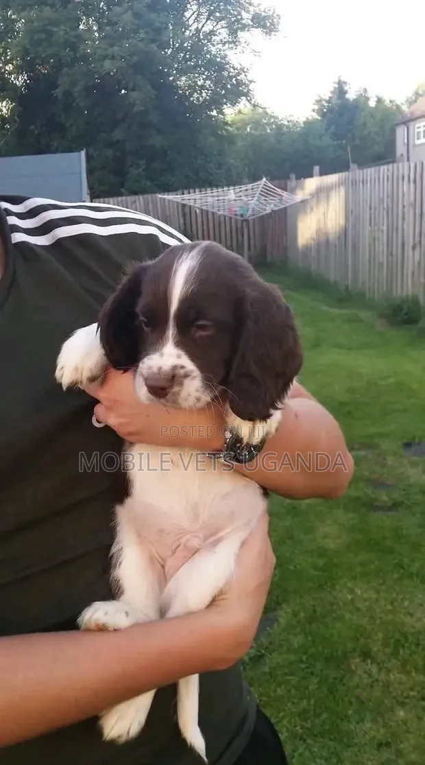 Female Purebred English Cocker Spaniel Puppy (1-3 Months) - 1