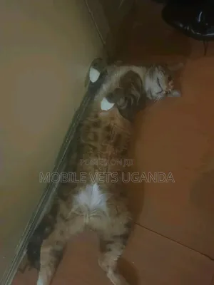 Purebred Bombay Kitten - 1-3 Months Old