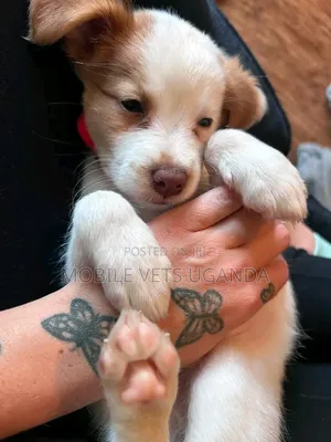 1-3 Month Male Purebred Japanese Spitz Puppy