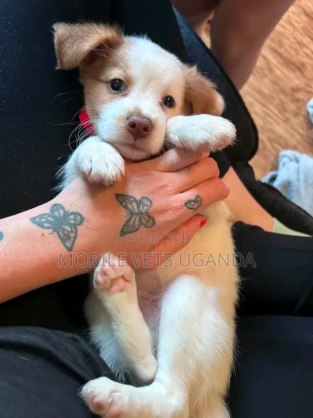 Female Japanese Spitz Puppy (1-3 Months) - 1