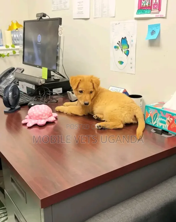 1-3 Month Male Purebred Japanese Spitz Puppy - 1