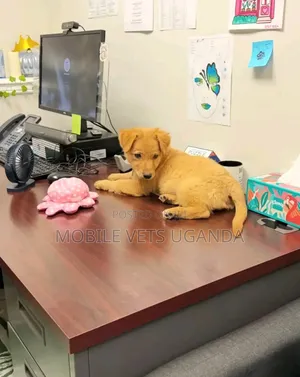1-3 Month Male Purebred Japanese Spitz Puppy