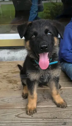 3-6 Month Male Purebred German Shepherd