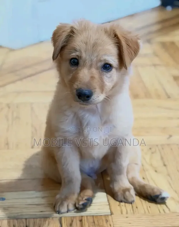 1-3 Month Male Purebred Japanese Spitz Puppy - 1