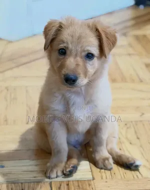 1-3 Month Male Purebred Japanese Spitz Puppy