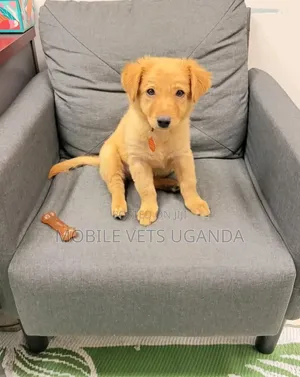 Female Japanese Spitz Puppy (1-3 Months)