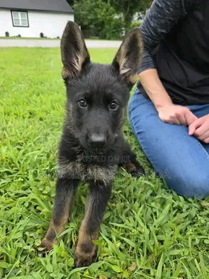 3-6 Month Male Purebred German Shepherd