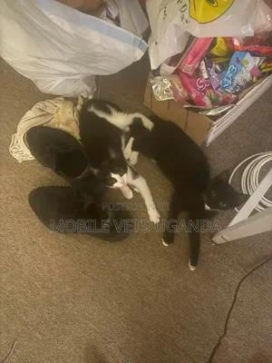 Female Purebred Balinese Kitten (1-3 Months)