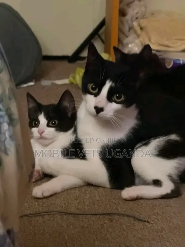 Female Purebred Ragamuffin Kitten (1-3 Months) - 1