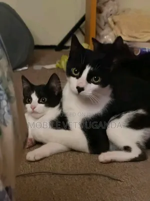 Female Purebred Ragamuffin Kitten (1-3 Months)