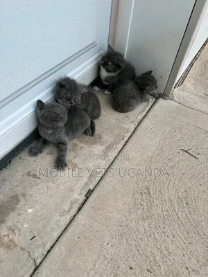 Male Norwegian Forest Kitten (0-1 Month)
