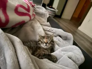 Purebred Bombay Kitten - 1-3 Months Male