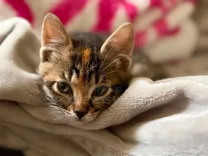 Purebred Bengal Kitten - 1-3 Months Old