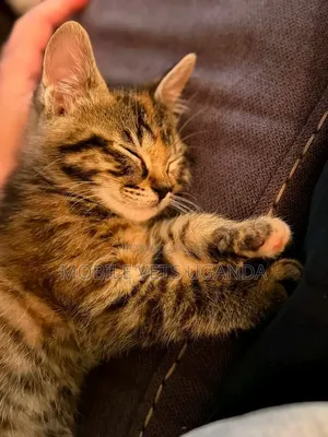 Purebred Female Maine Coon Kitten (1-3 Months)